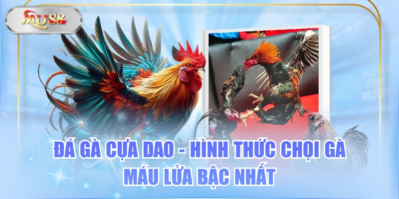 Đá Gà Cựa Dao - Hình Thức Chọi Gà Máu Lửa Bậc Nhất